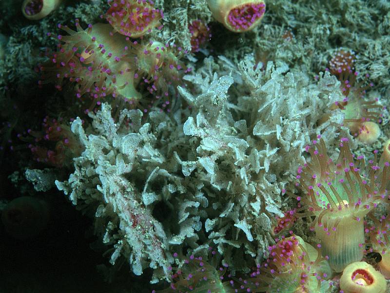 Chartella papyracea